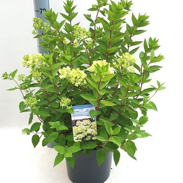 Hydrangea paniculata 'Bombshell'