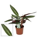 Stromanthe sanguinea 'Stripestar'