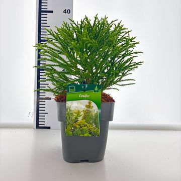 Cryptomeria japonica 'Little Champion'