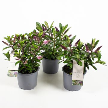 Hebe QUEEN KIWI MIX