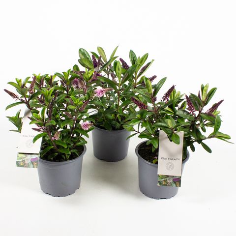 Hebe QUEEN KIWI MIX