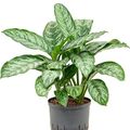 Aglaonema 'Chantal'