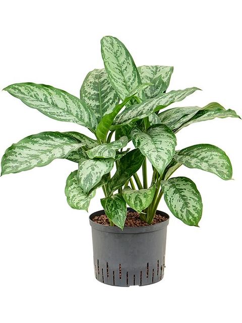 Aglaonema 'Chantal'