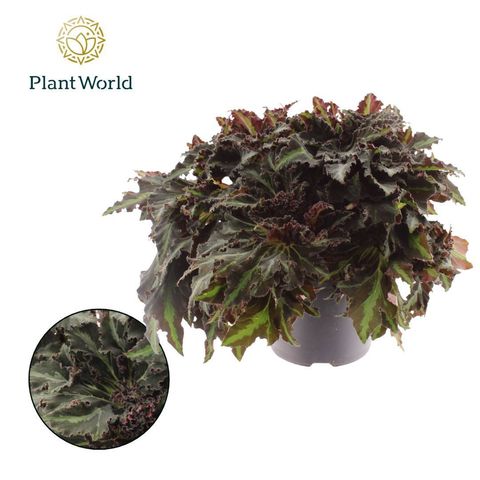 Begonia heracleifolia 'Vampire'