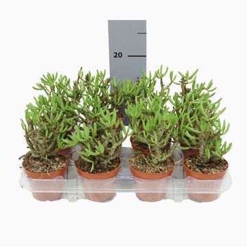 Tylecodon buchholzianus