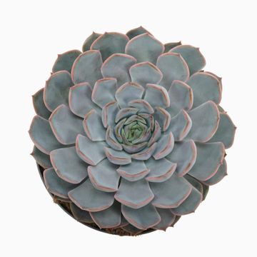 Echeveria 'Orion'