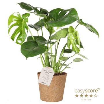 Monstera deliciosa 'Tauerii'