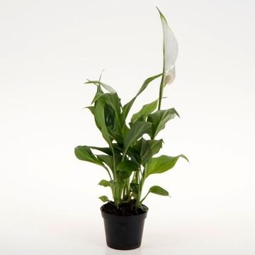 Spathiphyllum 'Strauss'