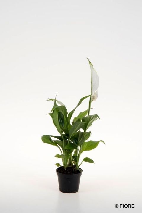 Spathiphyllum 'Strauss'