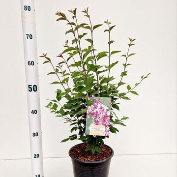 Syringa microphylla 'Superba'