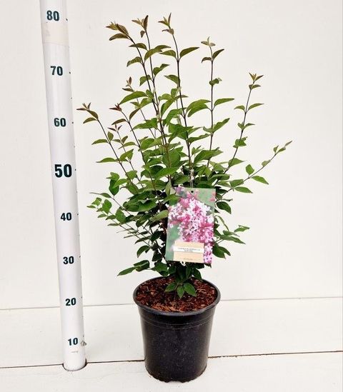 Syringa microphylla 'Superba'