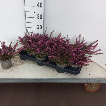 Erica x darleyensis 'Kramer's Rote'