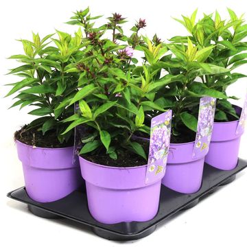 Phlox EARLY PURPLE EYE