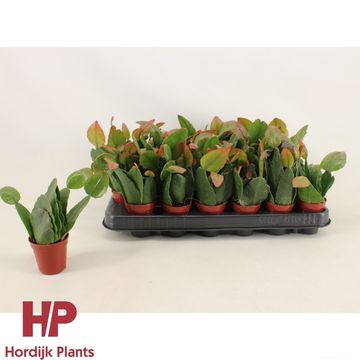 Rhipsalis pachyptera rubra