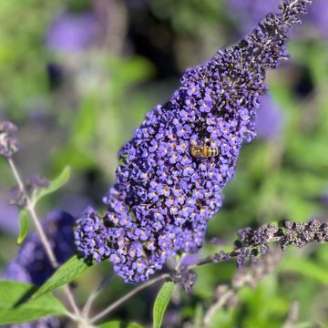 Buddleja davidii 'Ellen's Blue'