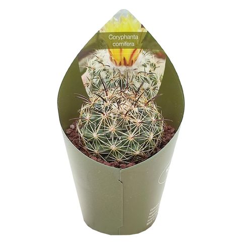 Coryphantha cornifera