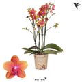 Phalaenopsis FRAGRANCE ORANGE