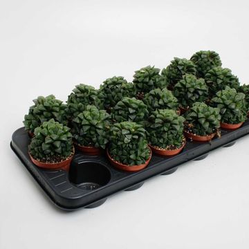 Haworthia cymbiformis