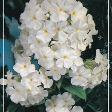 Phlox 'White Spar'