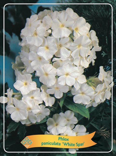 Phlox 'White Spar'