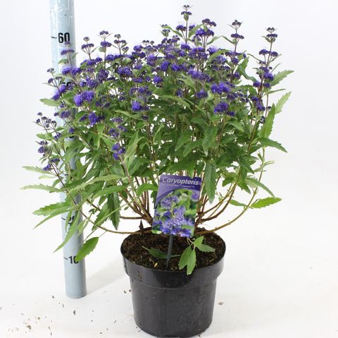 Caryopteris x clandonensis GRAND BLEU