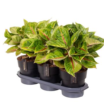 Aglaonema 'Iguana Red'