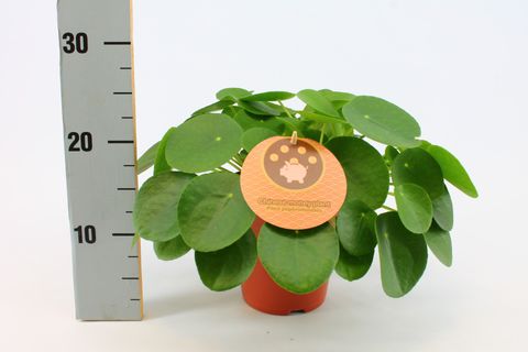 Pilea peperomioides