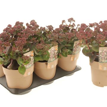 Sedum telephium SEDUCTION CHERRY CHOCOLATE