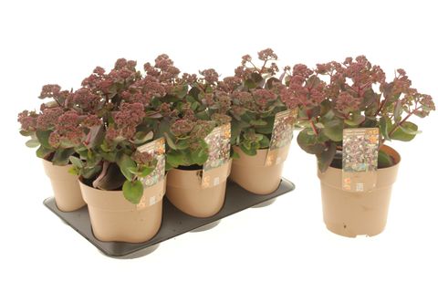 Sedum telephium SEDUCTION CHERRY CHOCOLATE