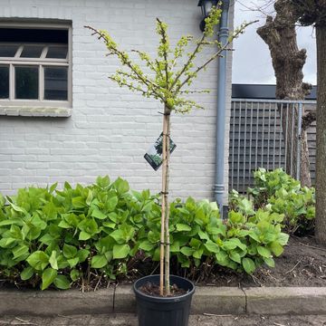 Ginkgo biloba 'Mariken'