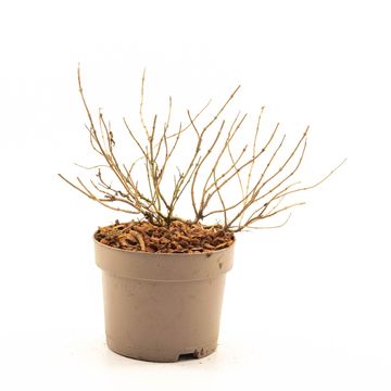 Diervilla rivularis HONEYBEE