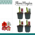 Hippeastrum MIX