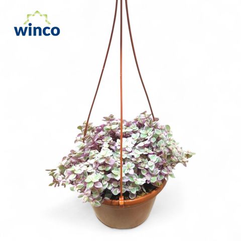 Tradescantia fluminensis