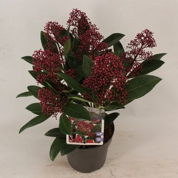 Skimmia japonica 'Rubella'