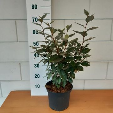 Elaeagnus x ebbingei 'Compacta'