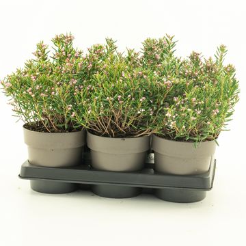 Andromeda polifolia 'Blue Lagoon'