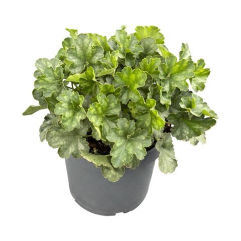 Heuchera 'Pluie de Feu'