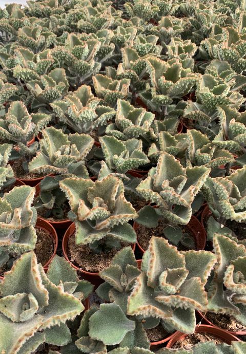 Kalanchoe beharensis