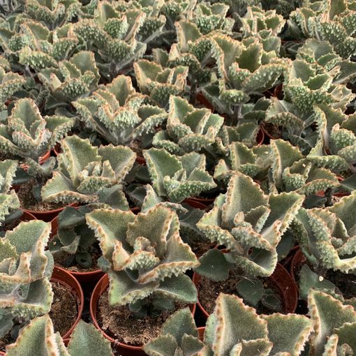 Kalanchoe beharensis