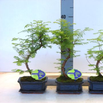 Metasequoia glyptostroboides