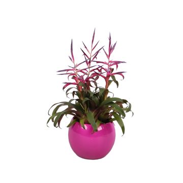 Tillandsia leiboldiana 'Mora'