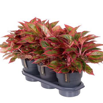 Aglaonema 'Jungle Lava'