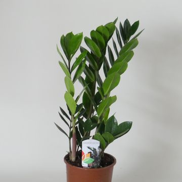 Zamioculcas zamiifolia