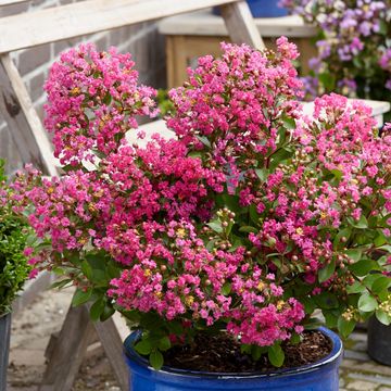 Lagerstroemia indica WITH LOVE KISS
