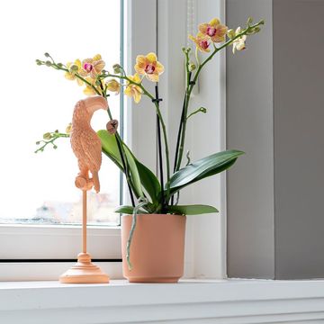 Phalaenopsis MIX