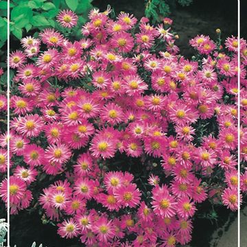 Aster 'Anneke'