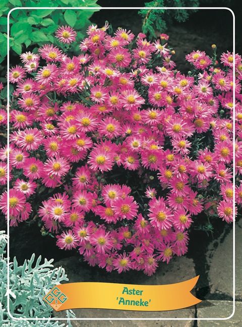 Aster 'Anneke'