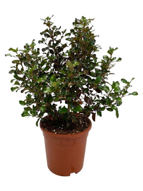 Coprosma repens 'Purple Haze'