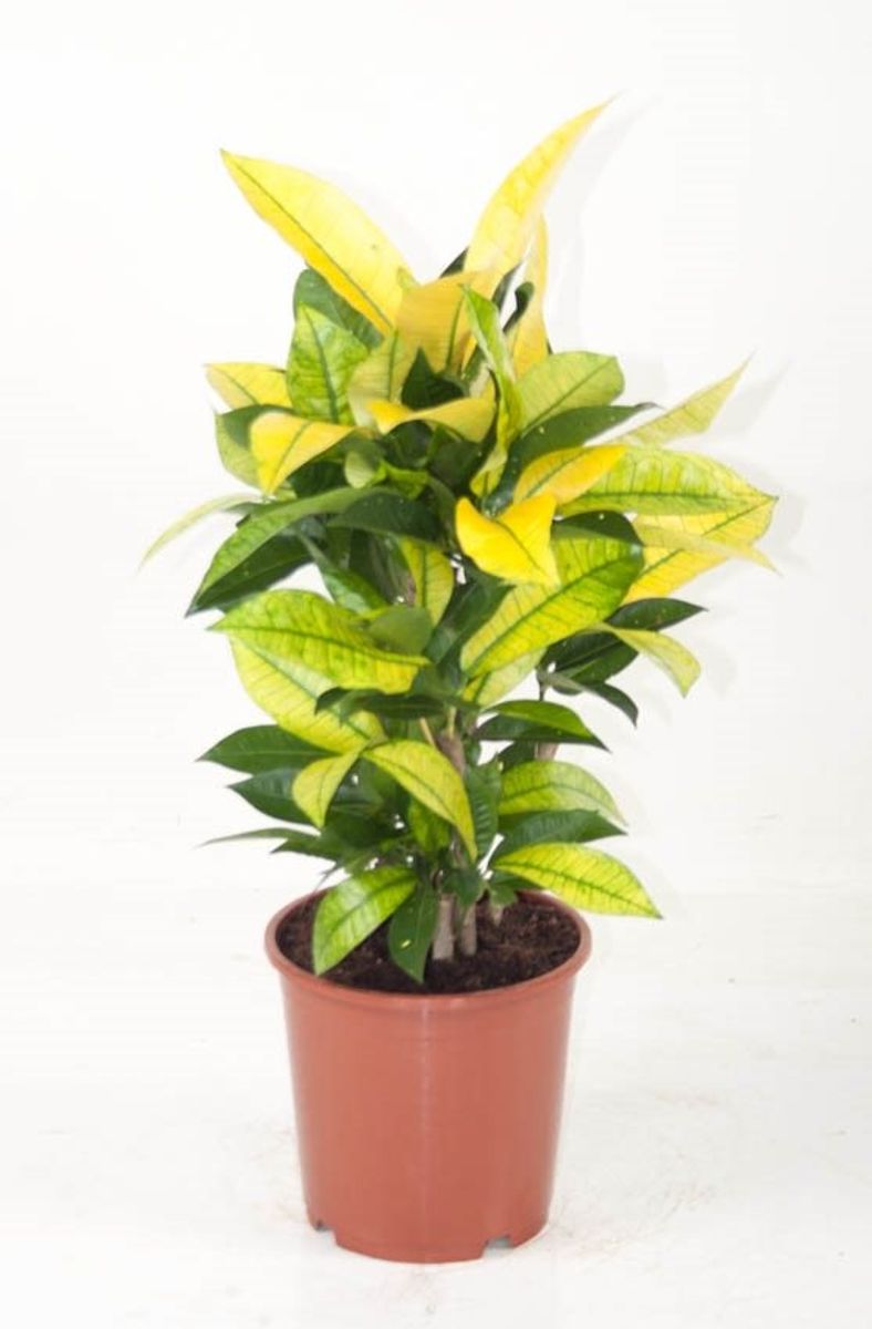 Codiaeum variegatum 'Brasilia' — Plant Wholesale FlorAccess