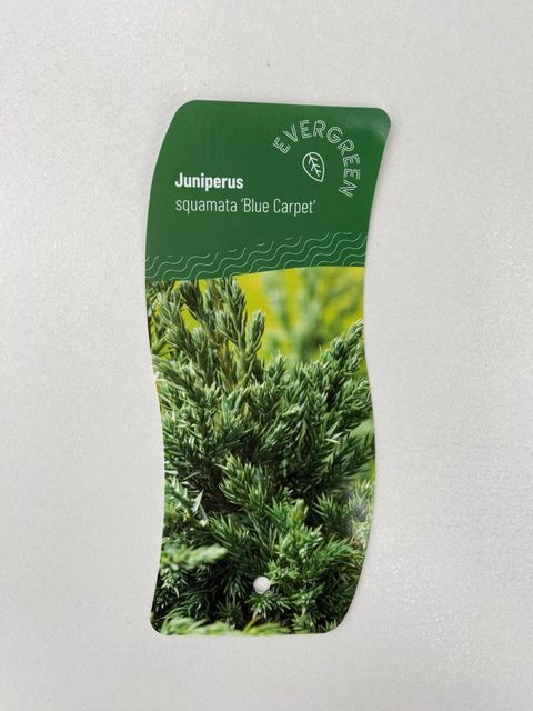 Juniperus squamata 'Blue Carpet'